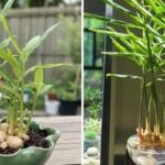 Cây gừng tươi được trồng trong chậu nhỏ tại nhà