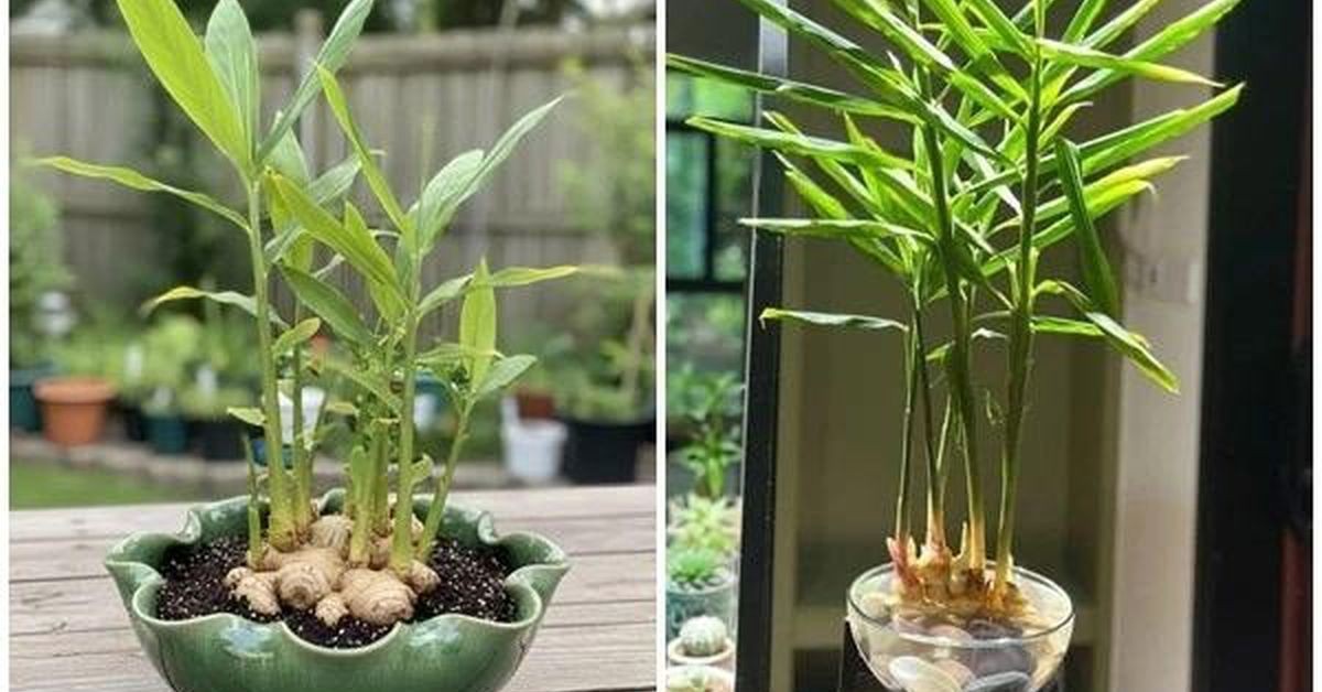 Cây gừng tươi được trồng trong chậu nhỏ tại nhà