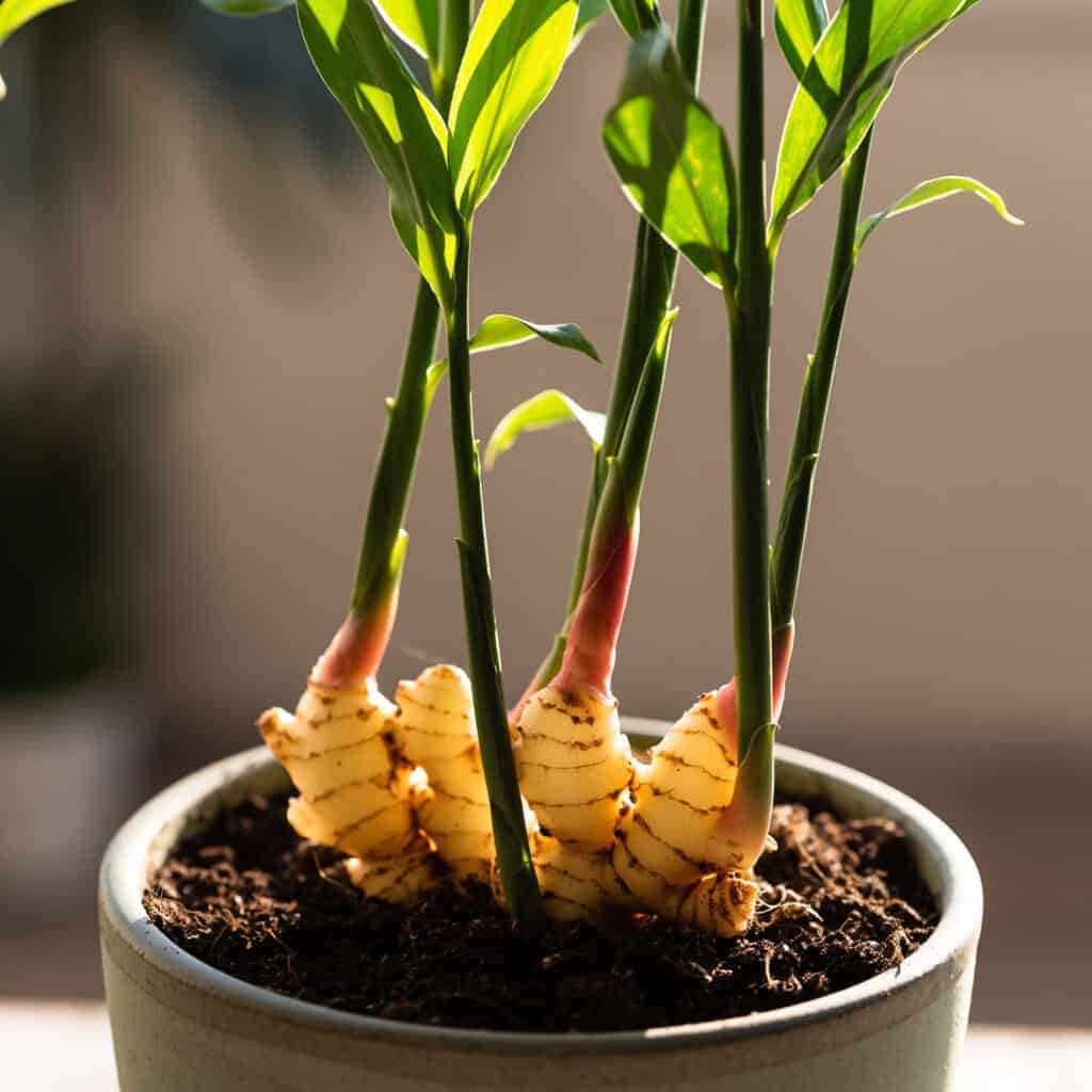Cây gừng phát triển với nhiều lá xanh dài
