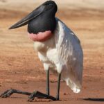 Hạc cổ phồng đứng bên bờ sông trong vùng đất ngập nước Pantanal
