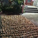Trang trại chăn nuôi trong đêm xảy ra sự cố