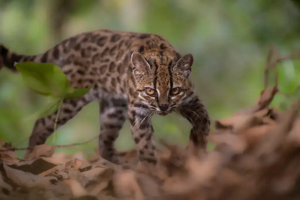 Môi trường rừng mây Yungas, nơi loài Leopardus tilcayo được ghi nhận