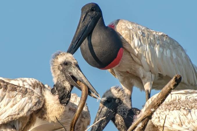 Cảnh vùng đầm lầy Pantanal, nơi hạc cổ phồng sinh sống