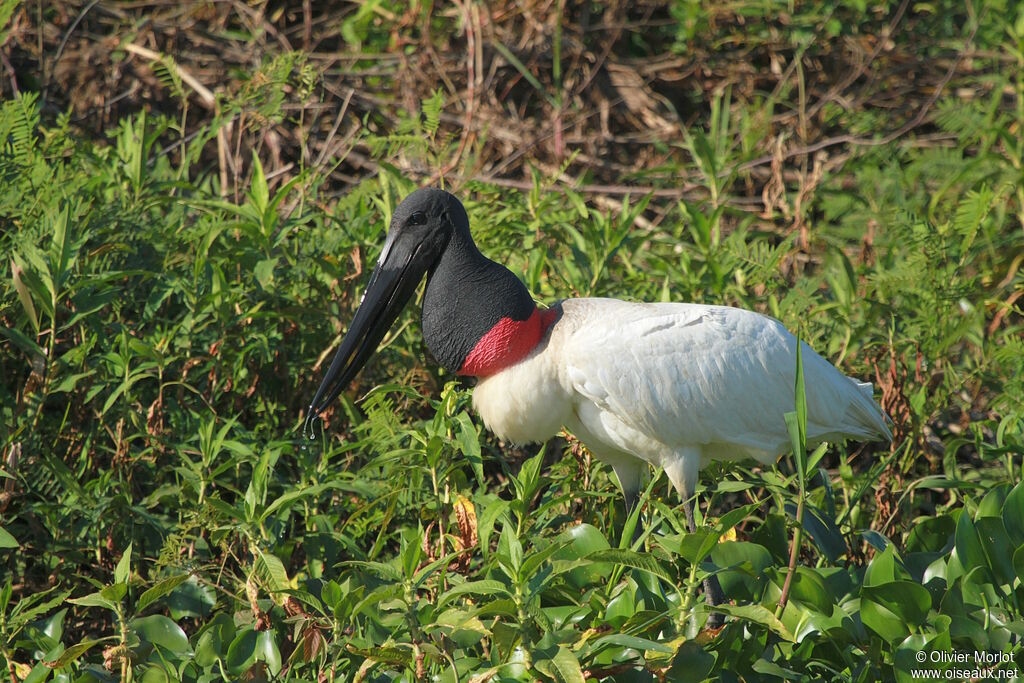 Cá thể Jabiru mycteria với thân trắng và đôi chân dài