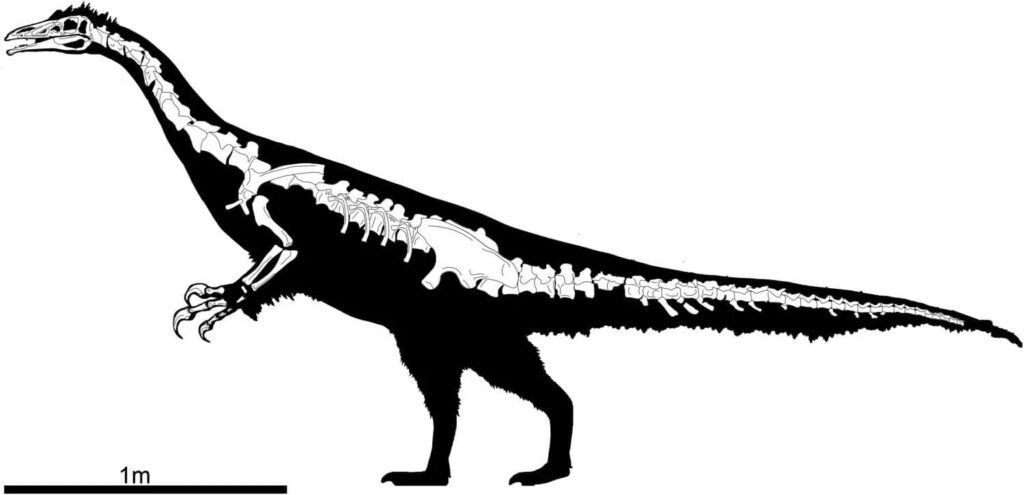 Phần hộp sọ và hệ thống răng của một cá thể therizinosaur