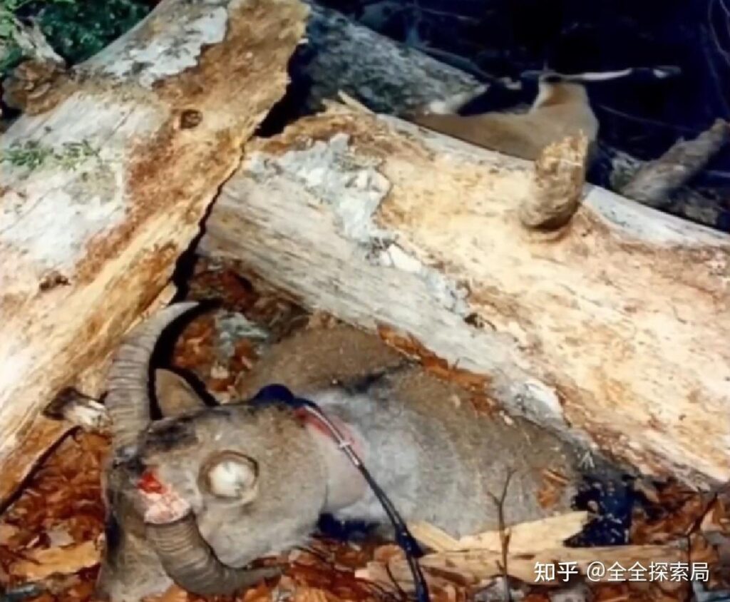 Hình ảnh minh họa sói Nhật Bản giữa khu rừng vắng