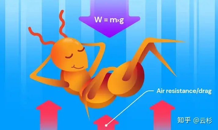 Minh họa lực cản không khí tác động lên một con kiến đang rơi