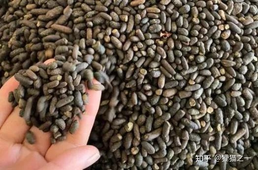 Hình minh họa dược liệu ngũ linh chi từ sóc bay