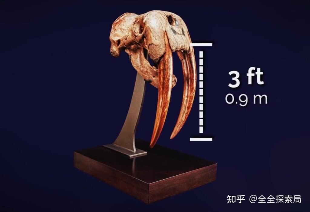 Cận cảnh hải tượng với cặp ngà dài hướng về phía trước