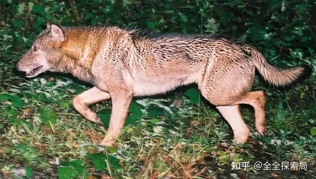 Chim gõ kiến mỏ ngà đậu trên thân cây lớn trong rừng Bắc Mỹ