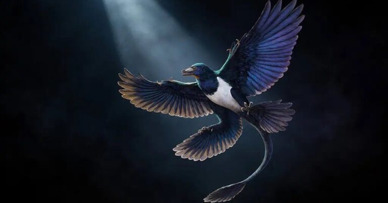 Hóa thạch gần như hoàn chỉnh của khủng long bốn cánh Norellraptor barsboldi